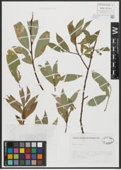 Foto von Salix alba L.